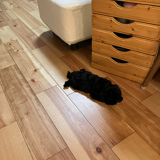 shinさんの実例写真