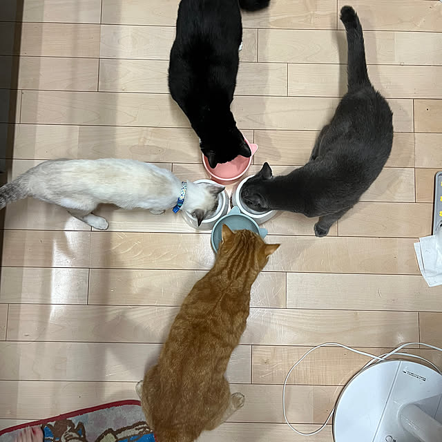nekoさんの部屋