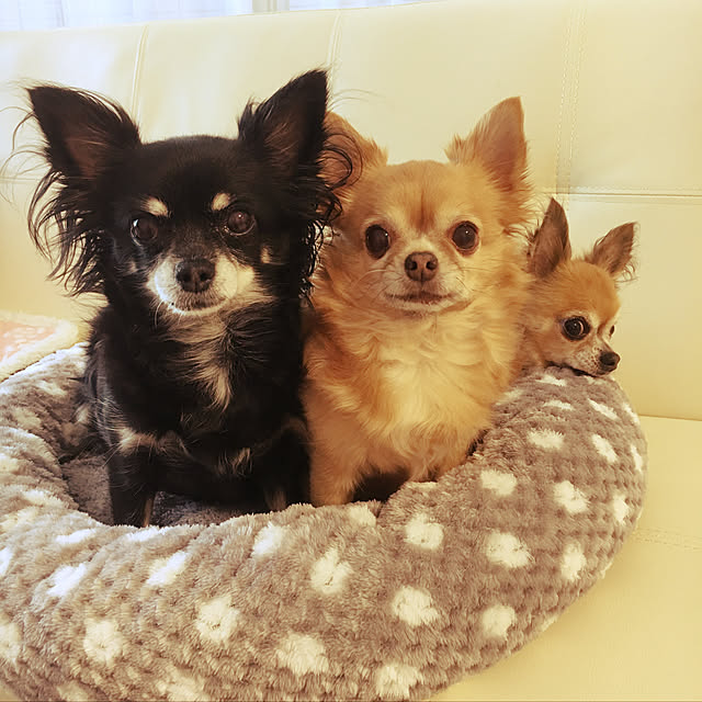 richiさんの実例写真