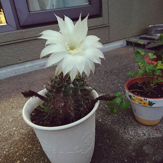 buuさんの実例写真