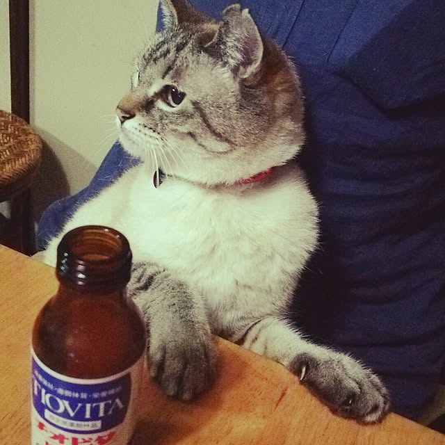 maiさんの実例写真