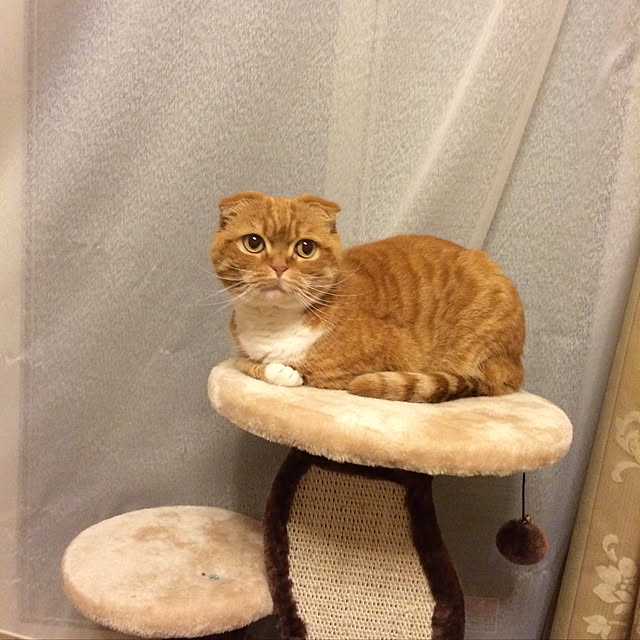 ねこのいる日常/リビングのインテリア実例 - 2019-11-30 00:41:49