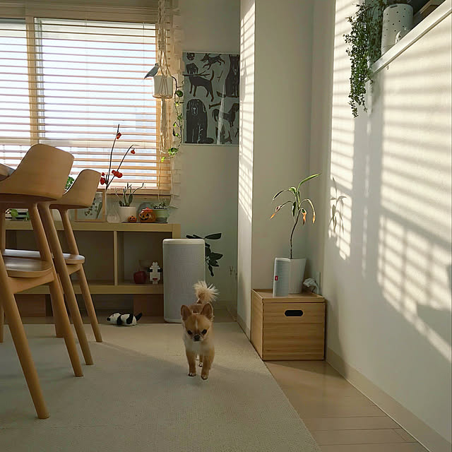 haruhinaさんの実例写真