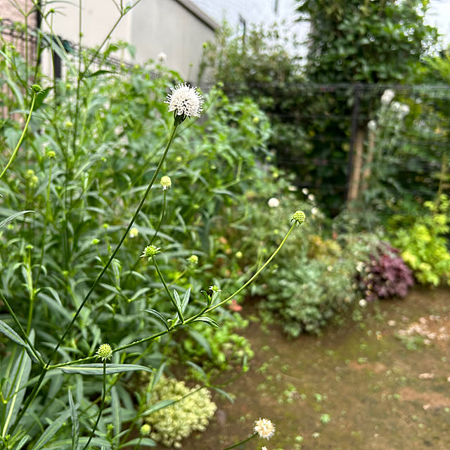masaさんの実例写真