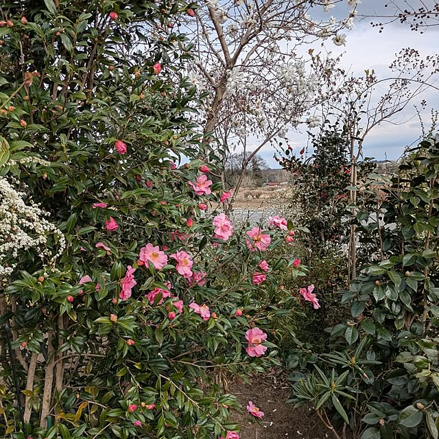 minnieさんの部屋