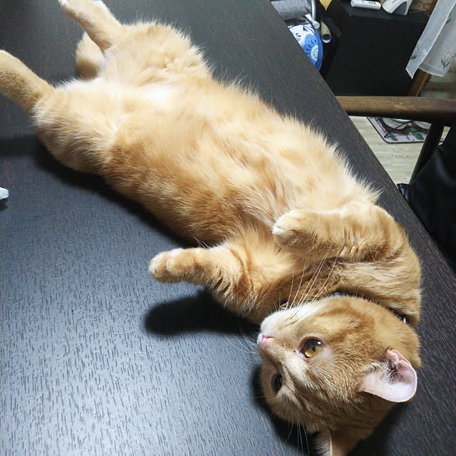 runaさんの実例写真