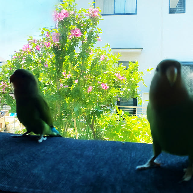 moainanoさんの実例写真