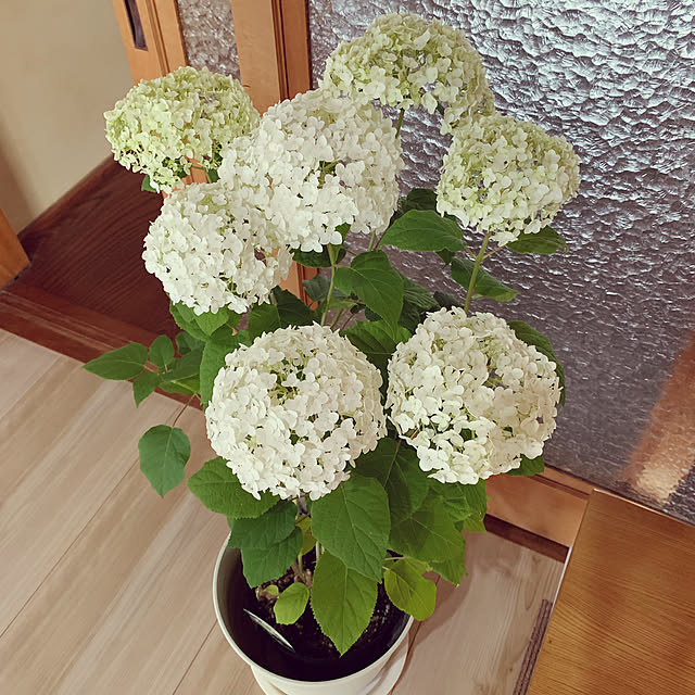 Yuki1120さんの実例写真