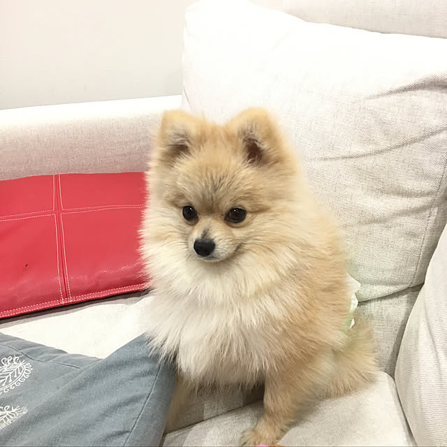 MAKARONさんの実例写真