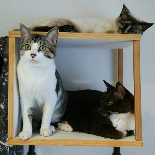 Gomaさんの実例写真