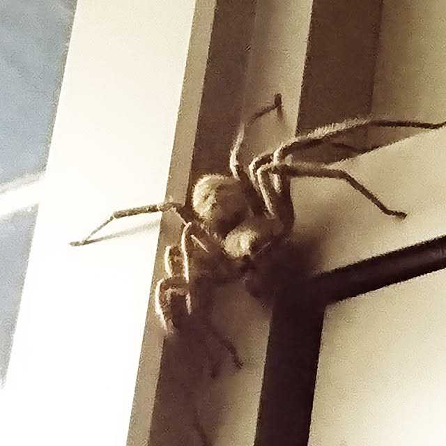 kogumaさんの実例写真