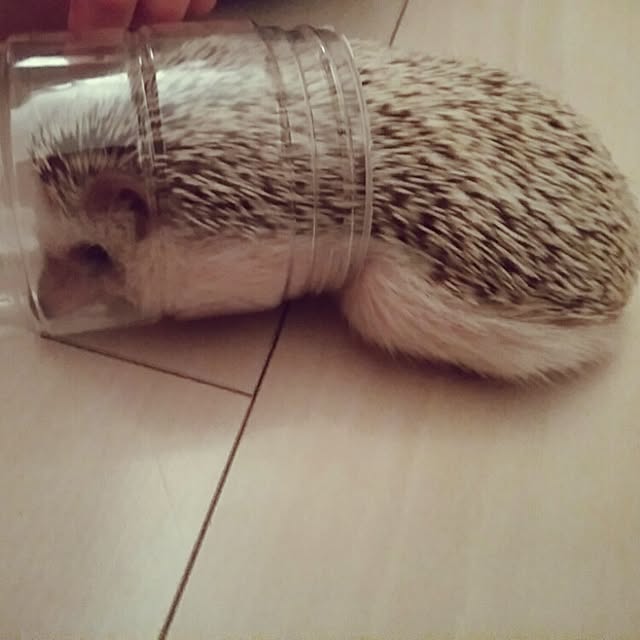 kuruさんの実例写真