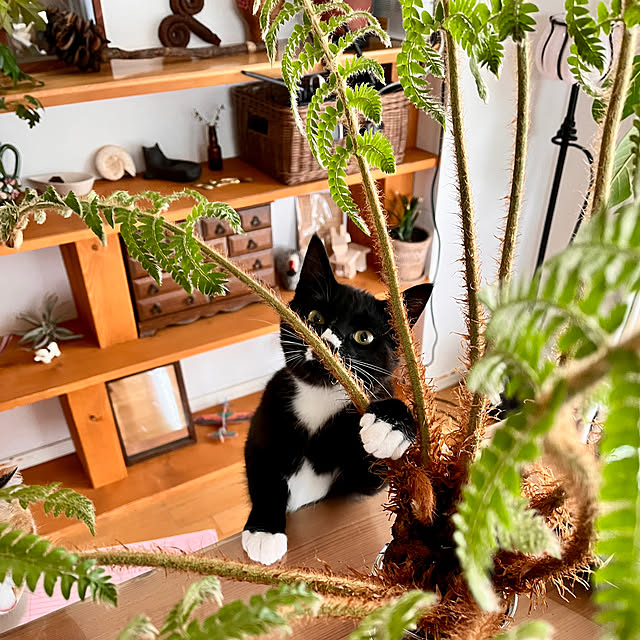 ochoriさんの部屋