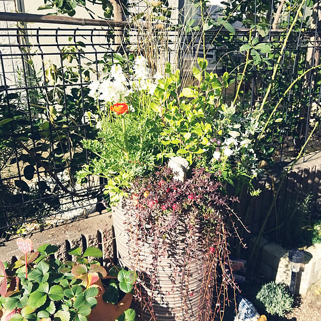 mimi828さんの実例写真