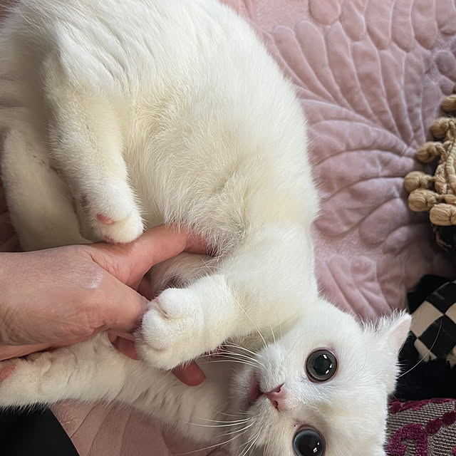 AYUKOさんの実例写真
