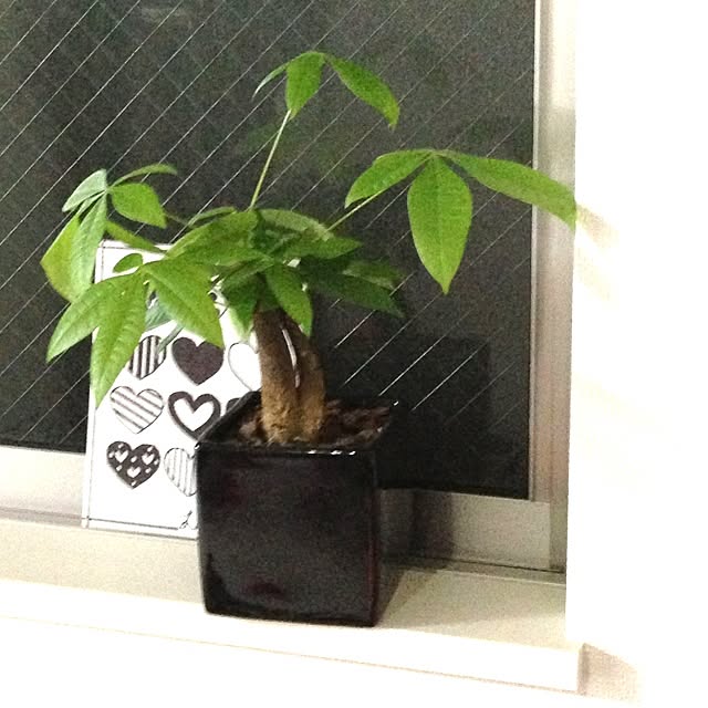 Maikaさんの実例写真