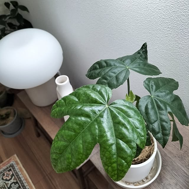 coco0.84.さんの部屋