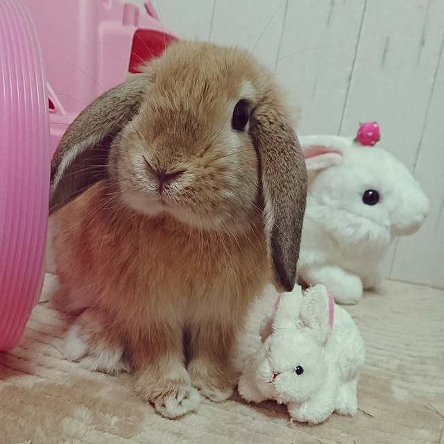 ruruさんの実例写真