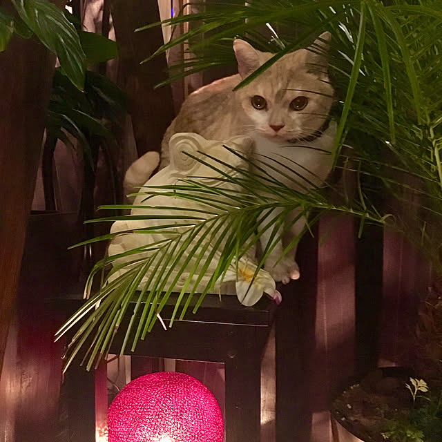 aiaiさんの実例写真