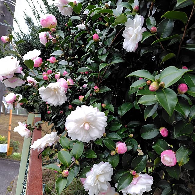 poohさんの実例写真