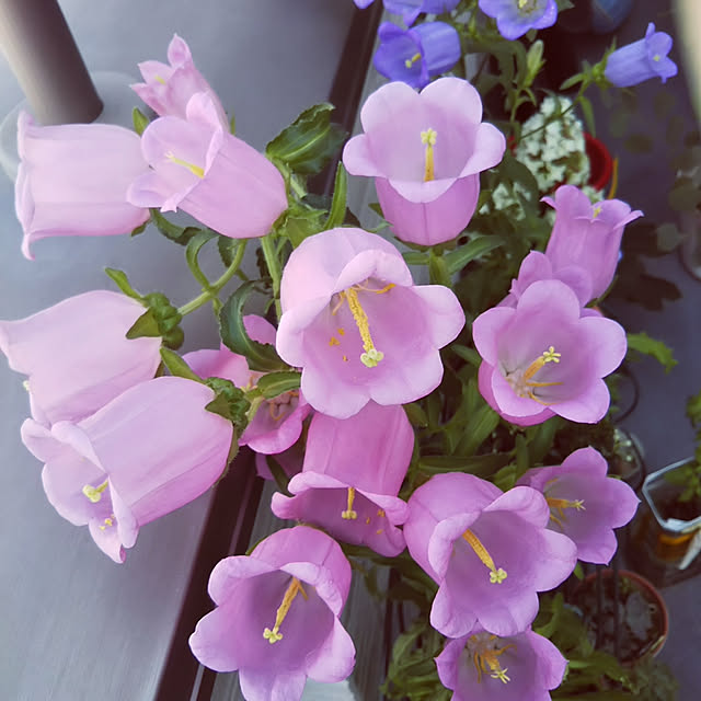 Marikoさんの実例写真