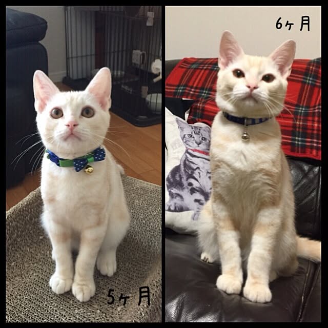 hiyupan88さんの実例写真