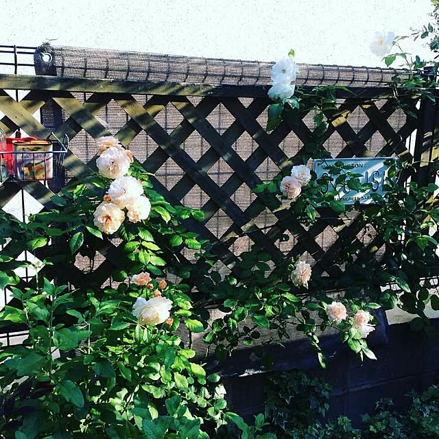 checoryさんの実例写真