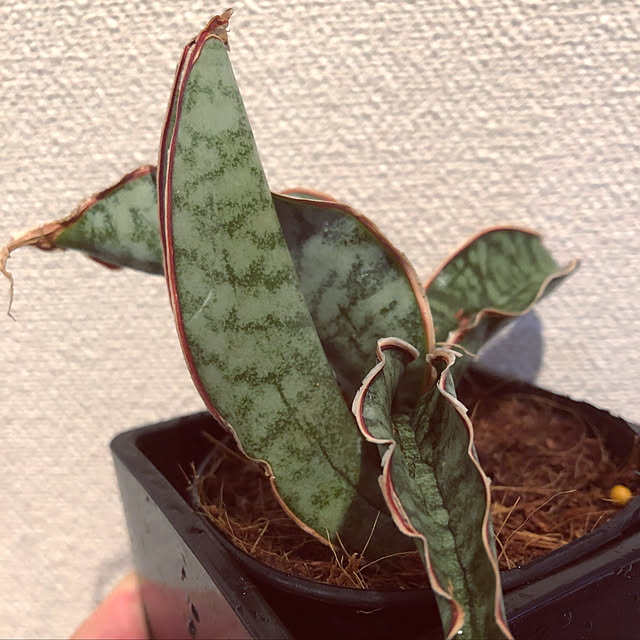alohalightさんの実例写真