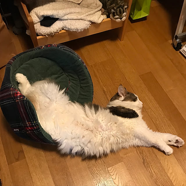 実例写真