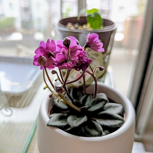 mi-saさんの部屋