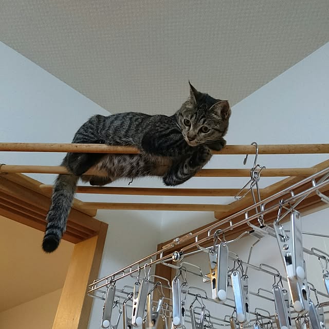 mono_plantさんの実例写真