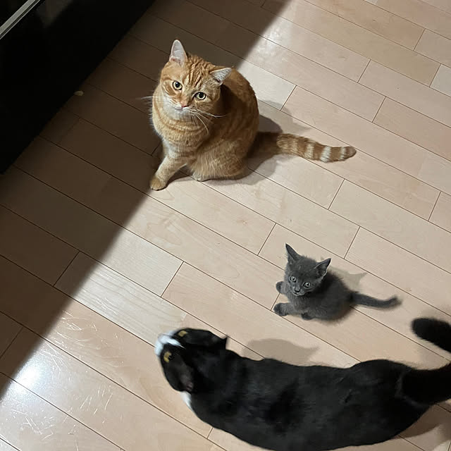 nekoさんの実例写真