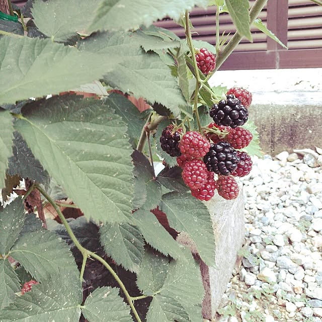 mhtkさんの実例写真