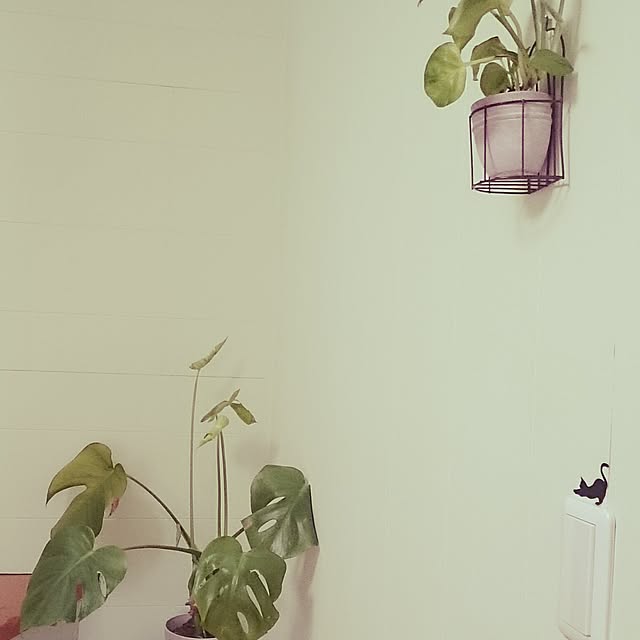 simaumaさんの実例写真