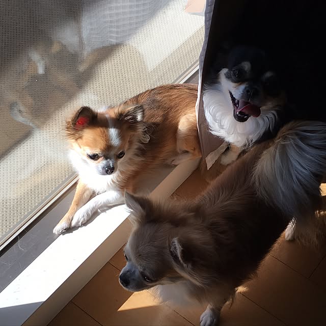 loverylapinさんの実例写真