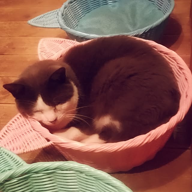 Maki-nekomamireさんの実例写真