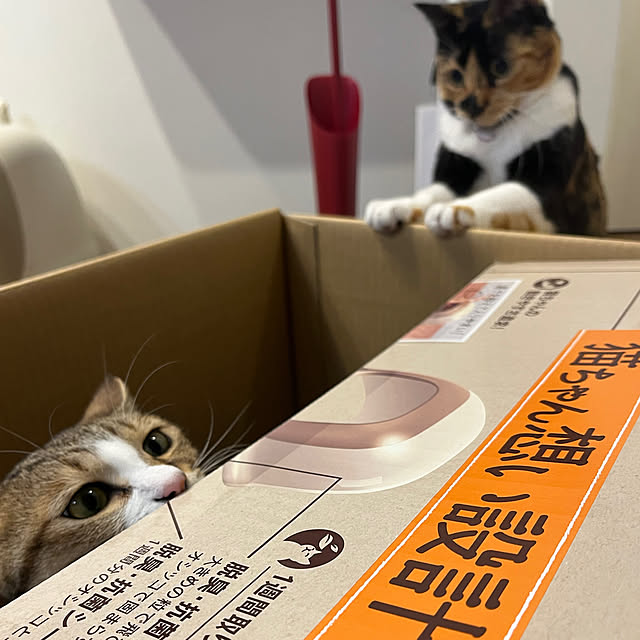 neconeko1202さんの実例写真