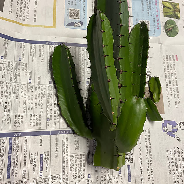 alchoさんの部屋