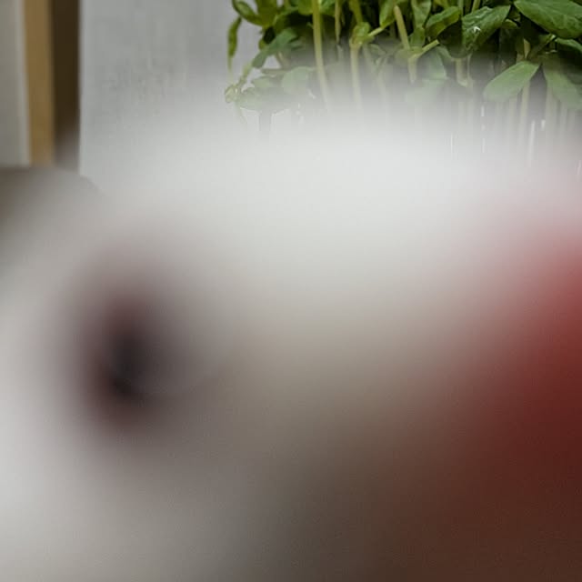 escargotさんの実例写真