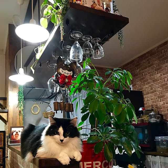 butachanさんの実例写真