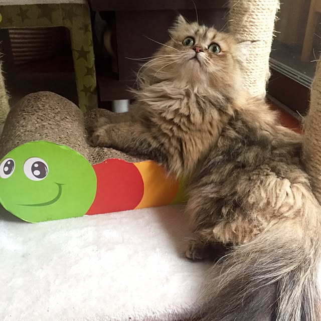 butachanさんの実例写真