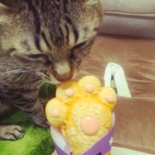 kittenblueさんの実例写真