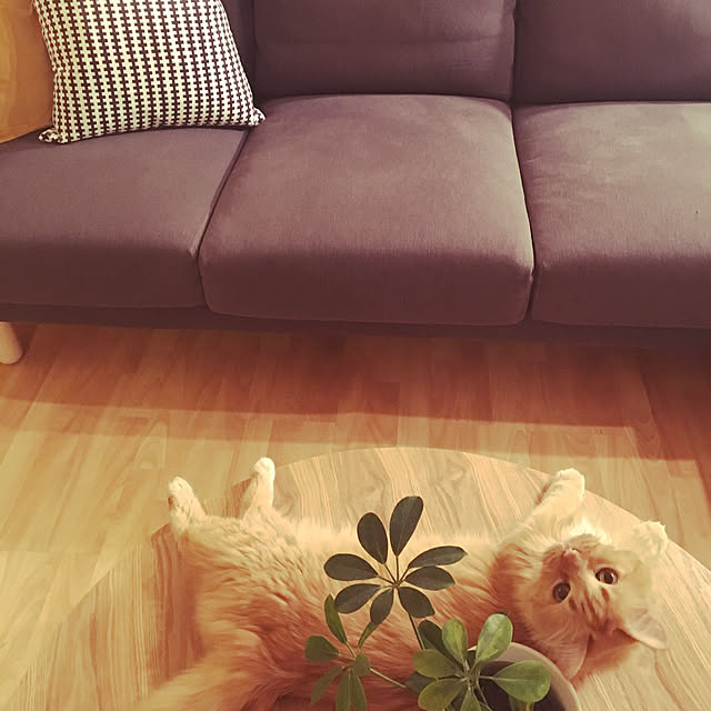 Keiさんの実例写真