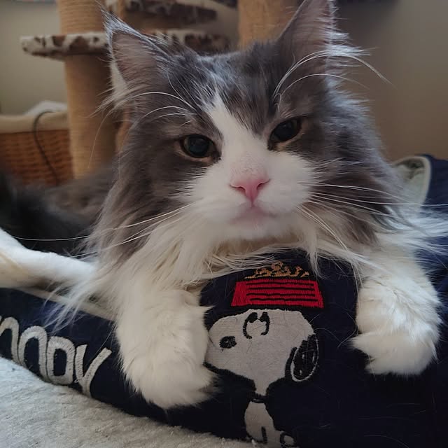 shinobuさんの実例写真