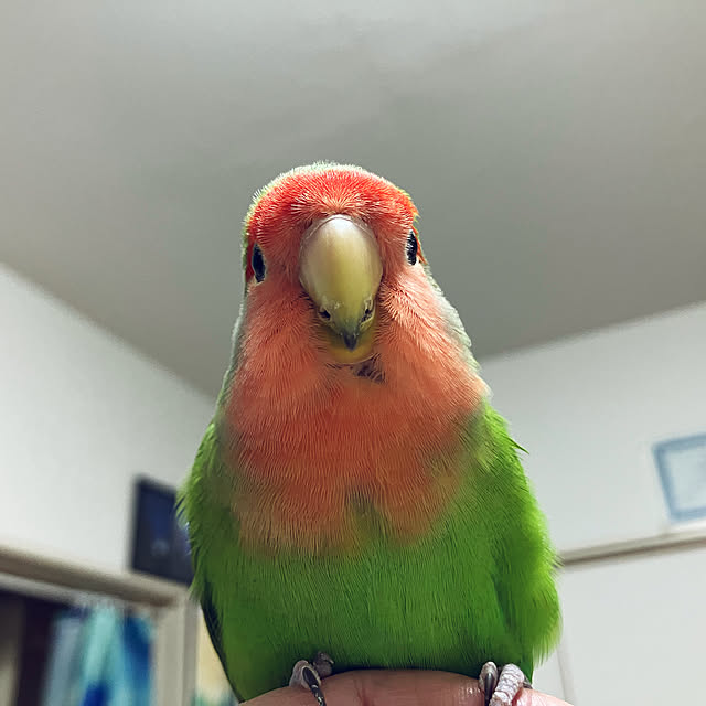 t.and.sakuraさんの実例写真