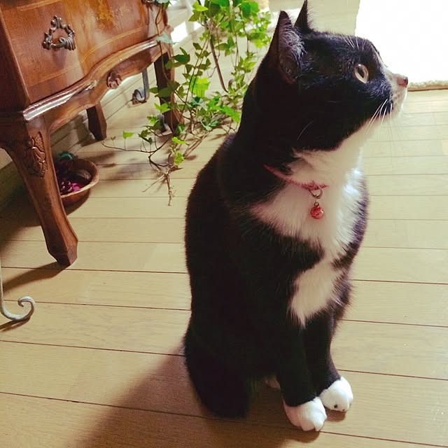 makoronさんの実例写真