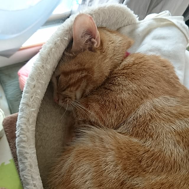 shinobuさんの実例写真