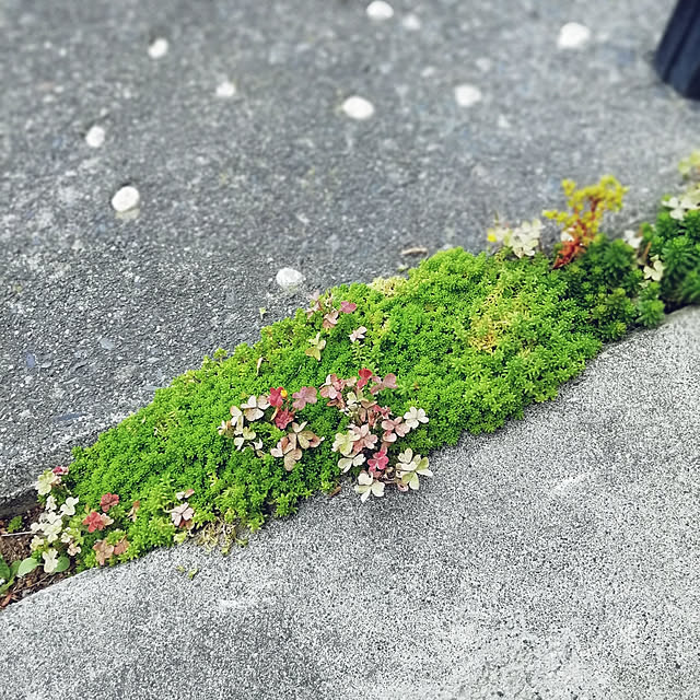 実例写真