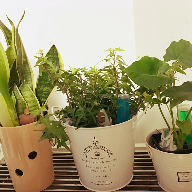 部屋全体/観葉植物のインテリア実例 - 2017-08-17 18:14:32