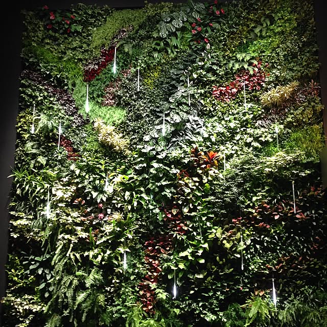 部屋全体/台風怖い/グリーン/ジャングル化計画/観葉植物...などのインテリア実例 - 2016-03-01 22:38:57